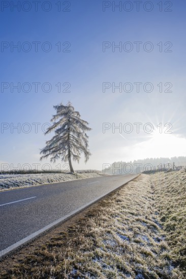 European larch (Larix decidua) standing beside a road with hoarfrost on the branches at sunshine in winter, Bavaria, Germany