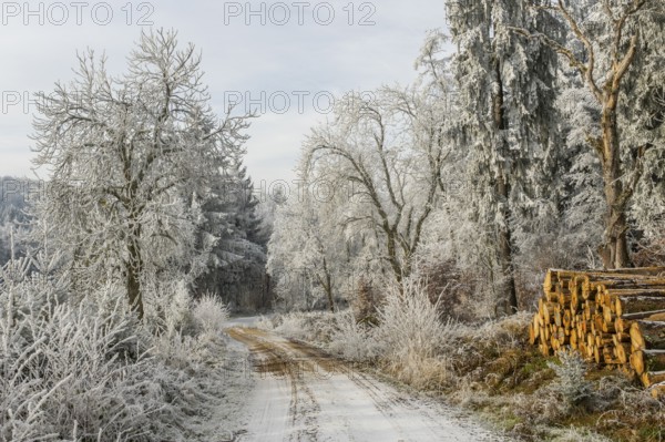 Piled up felled tree trunks beside a forest road going through a mixed forest white from roarfrost on a sunny day in winter, Bavaria, Germany