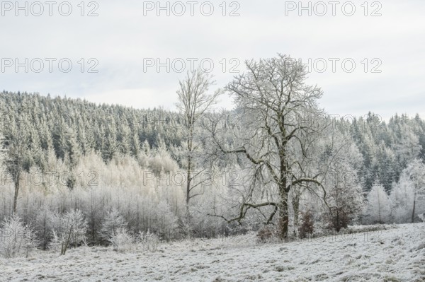 Meadow in a valley surrounded by a mixed forest with norway spruce (Picea abies) and European beech (Fagus sylvatica) white from roarfrost, on a sunny day in winter, Bavaria, Germany