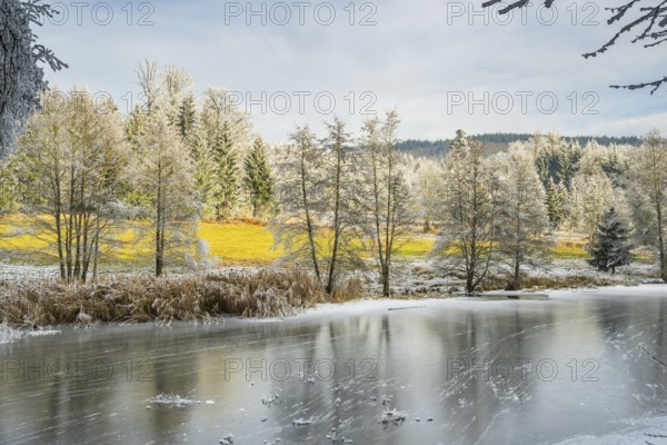 A frozen pont in a valley surrounded by a mixed forest with norway spruce (Picea abies) and European beech (Fagus sylvatica) white from roarfrost, on a sunny day in winter, Bavaria, Germany