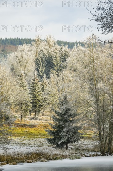 A frozen pont in a valley surrounded by a mixed forest with norway spruce (Picea abies) and European beech (Fagus sylvatica) white from roarfrost, on a sunny day in winter, Bavaria, Germany