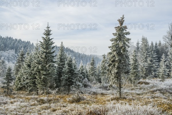 Valley surrounded by a mixed forest with young norway spruce (Picea abies) trees covered white from roarfrost, on a sunny day in winter, Bavaria, Germany