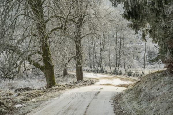 Forest road going through a beautiful landscape with forest, meadows and bushes, white from roarfrost, on a sunny day in winter, Bavaria, Germany