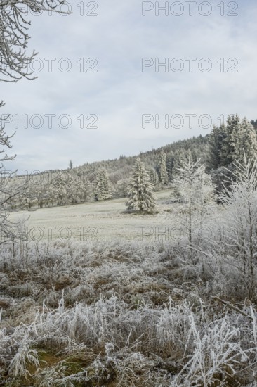 Meadow in a valley surrounded by a mixed forest with norway spruce (Picea abies) and European beech (Fagus sylvatica) white from roarfrost, on a sunny day in winter, Bavaria, Germany