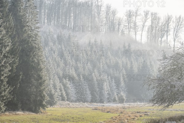 Meadow in a valley surrounded by a mixed forest with norway spruce (Picea abies) and European beech (Fagus sylvatica) white from roarfrost, on a sunny day in winter, Bavaria, Germany