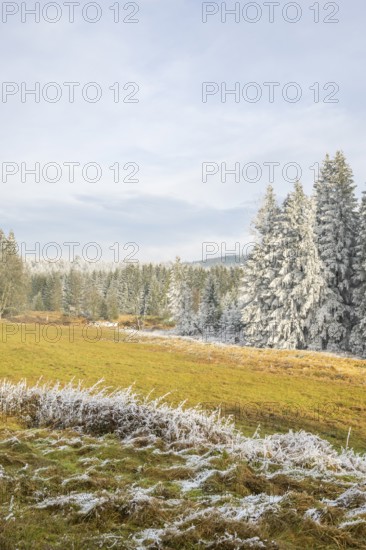 Meadow in a valley surrounded by a mixed forest with norway spruce (Picea abies) and European beech (Fagus sylvatica) white from roarfrost, on a sunny day in winter, Bavaria, Germany