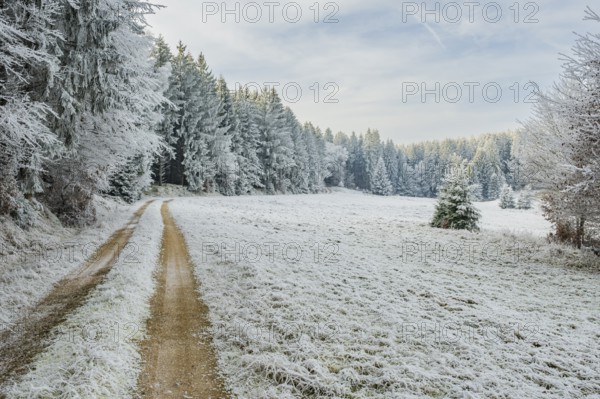 Forest road going through a beautiful landscape with forest, meadows and bushes, white from roarfrost, on a sunny day in winter, Bavaria, Germany