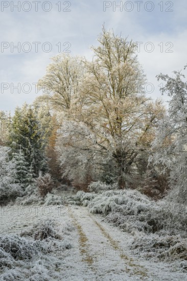 Forest road going through a beautiful landscape with forest, meadows and bushes, white from roarfrost, on a sunny day in winter, Bavaria, Germany