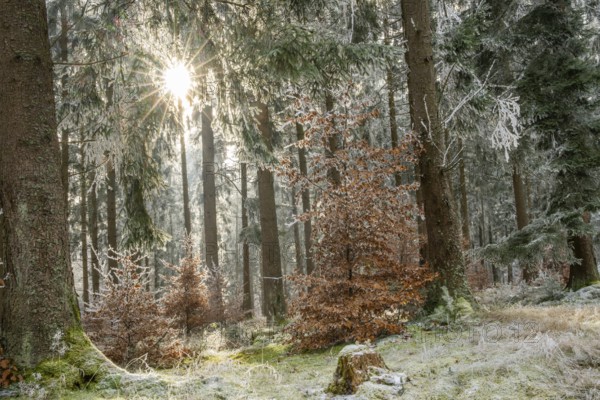 Mixed forest with norway spruce (Picea abies) and European beech (Fagus sylvatica) white from roarfrost, on a sunny day in winter, Bavaria, Germany