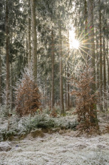 Mixed forest with norway spruce (Picea abies) and European beech (Fagus sylvatica) white from roarfrost, on a sunny day in winter, Bavaria, Germany