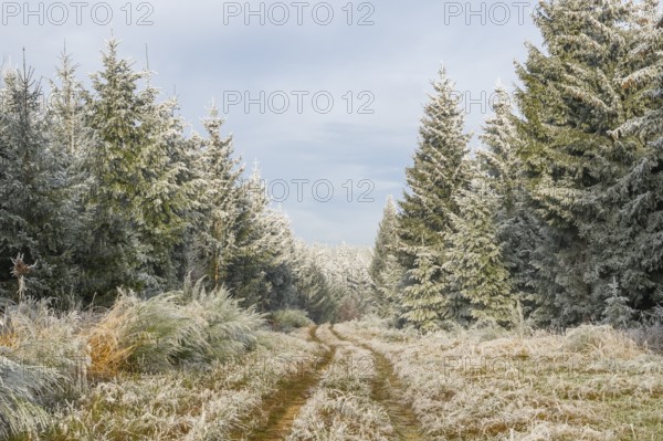Walking trail going through a mixed forest white from roarfrost on a sunny day in winter, Bavaria, Germany