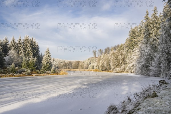 A frozen pont in a valley surrounded by a mixed forest with norway spruce (Picea abies) and European beech (Fagus sylvatica) white from roarfrost, on a sunny day in winter, Bavaria, Germany