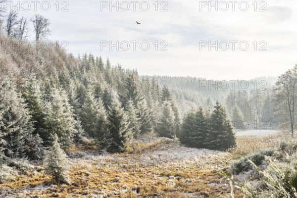 Valley surrounded by a mixed forest with young norway spruce (Picea abies) trees covered white from roarfrost, on a sunny day in winter, Bavaria, Germany
