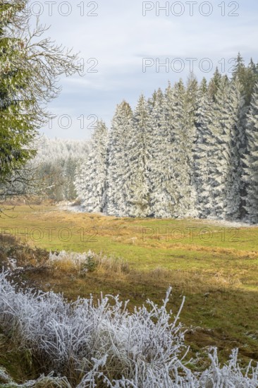 Meadow in a valley surrounded by a mixed forest with norway spruce (Picea abies) and European beech (Fagus sylvatica) white from roarfrost, on a sunny day in winter, Bavaria, Germany