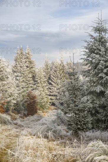 Walking trail going through a mixed forest white from roarfrost on a sunny day in winter, Bavaria, Germany