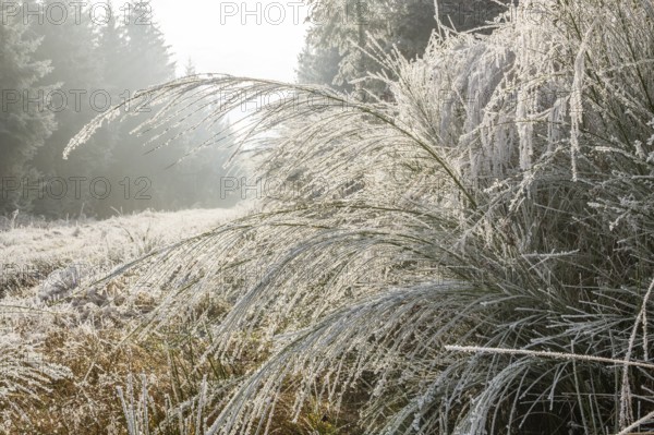 Common broom (Cytisus scoparius) growing in a valley beside a forest, white from roarfrost, on a sunny day in winter, Bavaria, Germany