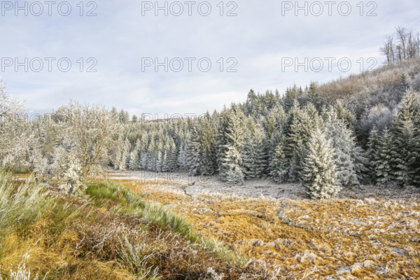 Valley with a small stream surrounded by a mixed forest with young norway spruce (Picea abies) trees covered white from roarfrost, on a sunny day in winter, Bavaria, Germany