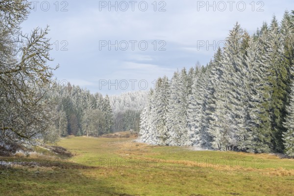 Meadow in a valley surrounded by a mixed forest with norway spruce (Picea abies) and European beech (Fagus sylvatica) white from roarfrost, on a sunny day in winter, Bavaria, Germany