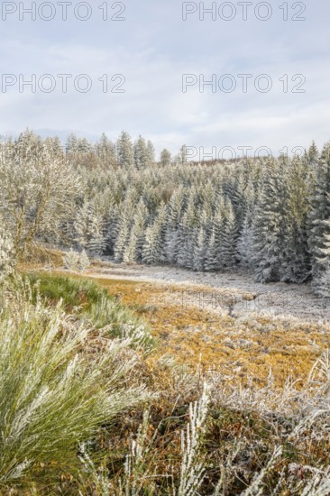 Valley with a small stream surrounded by a mixed forest with young norway spruce (Picea abies) trees covered white from roarfrost, on a sunny day in winter, Bavaria, Germany