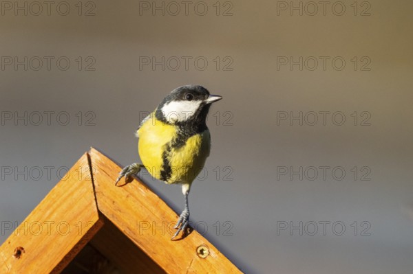 Great tit (Parus major) sitting on a fence, Bavaria, Germany