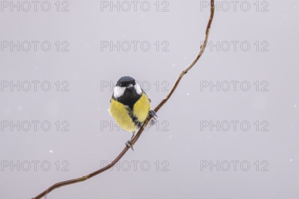 Great tit (Parus major) sitting on a branch, Bavaria, Germany