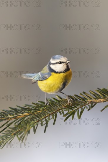 Eurasian blue tit (Cyanistes caeruleus) sitting on a branch, Bavaria, Germany