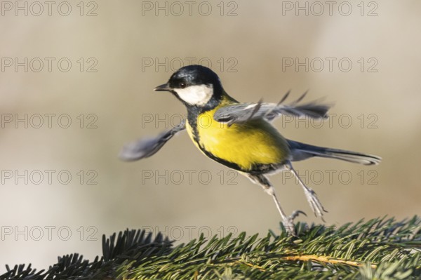 Great tit (Parus major) flying from a branch, Bavaria, Germany