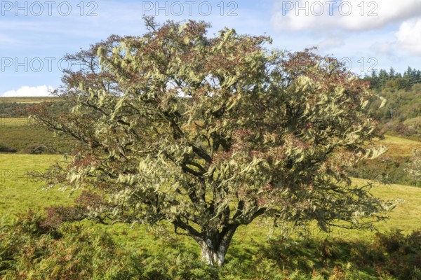 Lichen growing on hawthorn tree, near Hayford, Buckfastleigh, Dartmoor national park, Devon, England, UK indicating good unpolluted air quality
