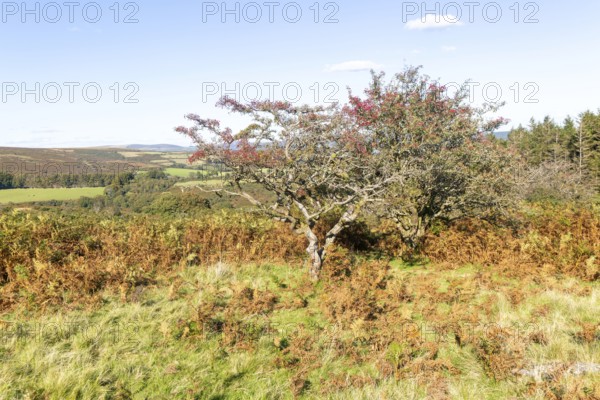 Autumnal colours of autumn vegetation on moorland, near Hayford, Buckfastleigh, Dartmoor national park, Devon, England, UK