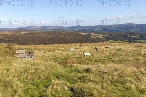Sheep grazing on moorland at top of Pupers Hill, near Hayford, Buckfastleigh, Dartmoor national park, Devon, England, UK