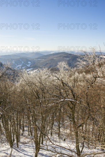 European beech (Fagus sylvatica) trees in a forest with hoarfrost on the branches in winter, Vápec, Horná Poruba, Slovakia