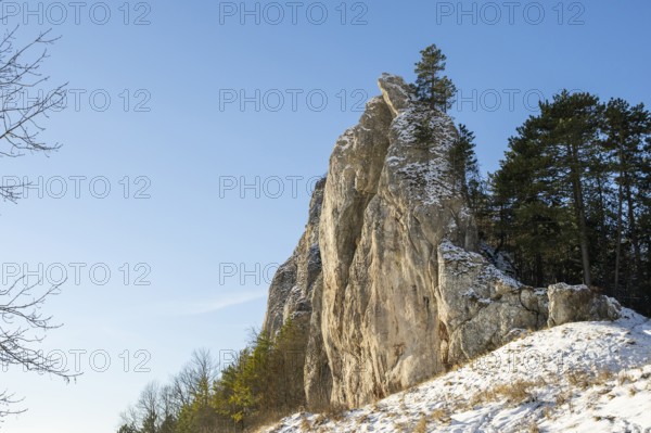 Scots pine (Pinus sylvestris) trees growing on a huge rock in winter, Vápec, Horná Poruba, Slovakia