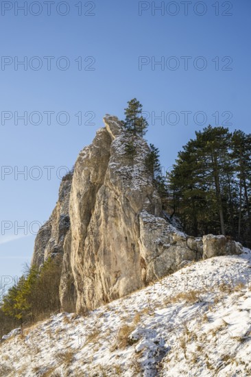 Scots pine (Pinus sylvestris) trees growing on a huge rock in winter, Vápec, Horná Poruba, Slovakia