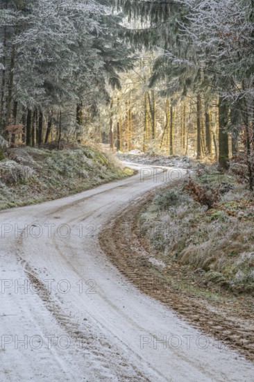 Forest road going through a mixed forest white from roarfrost on a sunny day in winter, Bavaria, Germany