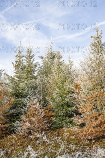 Mixed forest with norway spruce (Picea abies) and European beech (Fagus sylvatica) white from roarfrost, on a sunny day in winter, Bavaria, Germany