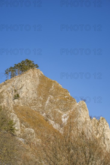Scots pine (Pinus sylvestris) trees growing on a huge rock in winter, Vápec, Horná Poruba, Slovakia