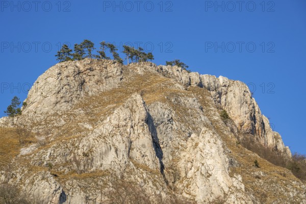 Scots pine (Pinus sylvestris) trees growing on a huge rock in winter, Vápec, Horná Poruba, Slovakia