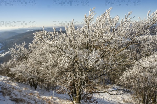 European beech (Fagus sylvatica) trees in a forest with hoarfrost on the branches in winter, Vápec, Horná Poruba, Slovakia