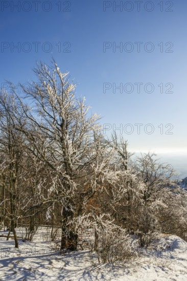 European beech (Fagus sylvatica) trees in a forest with hoarfrost on the branches in winter, Vápec, Horná Poruba, Slovakia