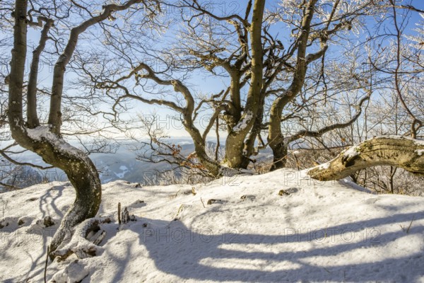 European beech (Fagus sylvatica) trees in a forest with hoarfrost on the branches in winter, Vápec, Horná Poruba, Slovakia