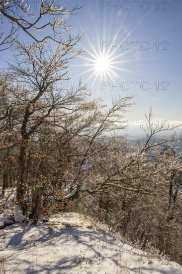 European beech (Fagus sylvatica) trees in a forest with hoarfrost on the branches in winter, Vápec, Horná Poruba, Slovakia