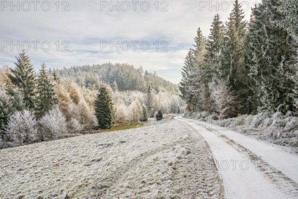 Forest road going through a beautiful landscape with forest, meadows and bushes, white from roarfrost, on a sunny day in winter, Bavaria, Germany