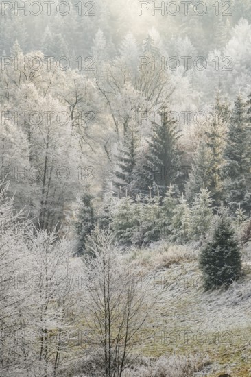 Meadow in a valley surrounded by a mixed forest with norway spruce (Picea abies) and European beech (Fagus sylvatica) white from roarfrost, on a sunny day in winter, Bavaria, Germany