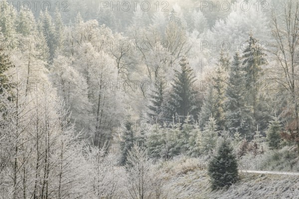 Meadow in a valley surrounded by a mixed forest with norway spruce (Picea abies) and European beech (Fagus sylvatica) white from roarfrost, on a sunny day in winter, Bavaria, Germany