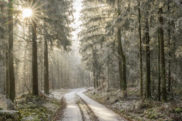 Forest road going through a mixed forest white from roarfrost on a sunny day in winter, Bavaria, Germany
