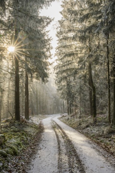 Forest road going through a mixed forest white from roarfrost on a sunny day in winter, Bavaria, Germany