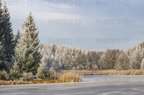 A frozen pont in a valley surrounded by a mixed forest with norway spruce (Picea abies) and European beech (Fagus sylvatica) white from roarfrost, on a sunny day in winter, Bavaria, Germany