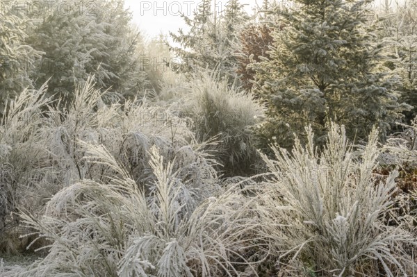 Mixed forest with norway spruce (Picea abies), European beech (Fagus sylvatica) and Common broom (Cytisus scoparius), white from roarfrost, on a sunny day in winter, Bavaria, Germany, Europe