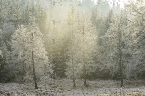 Common alder (Alnus glutinosa) growing in a valley with e litle stream in the middle, white from roarfrost, on a sunny day in winter, Bavaria, Germany