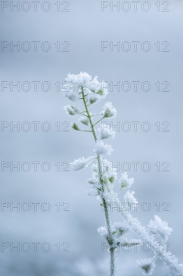 Ice crystals from roarfrost on plant in winter, Bavaria, Germany